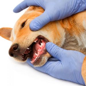 Profilaxis Sin Extracción Dental 20,1 - 30 Kg