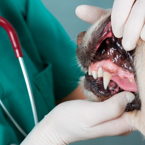 Profilaxis Sin Extracción Dental 5 - 10 Kg