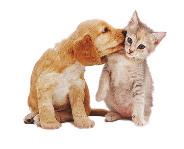 Hospitalización mascotas