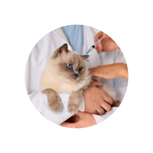 Vacuna Gato Triple Felina + Leucemia + Rabia