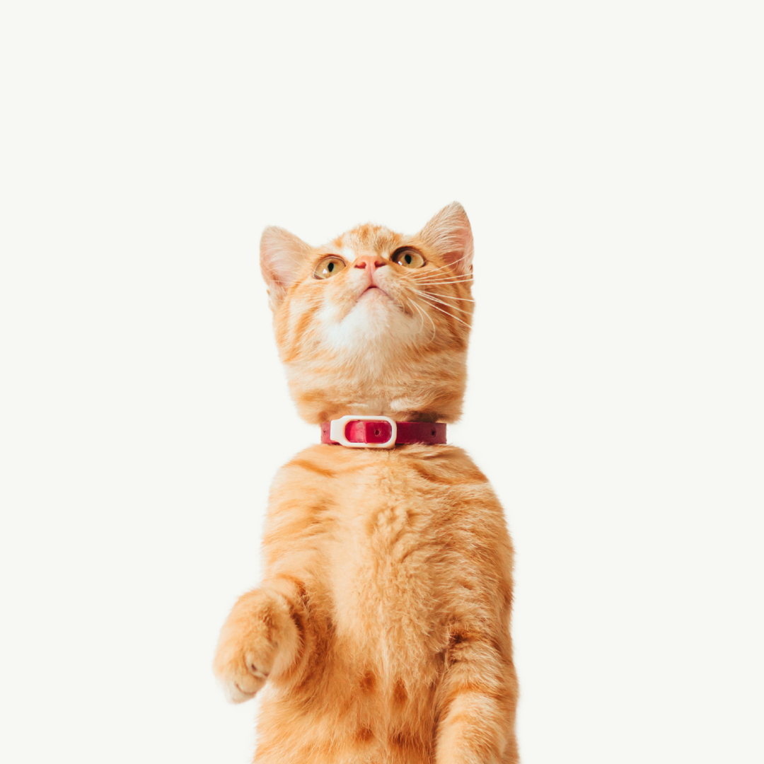 Hospitalización Mascotas de 10.1 a 20kg